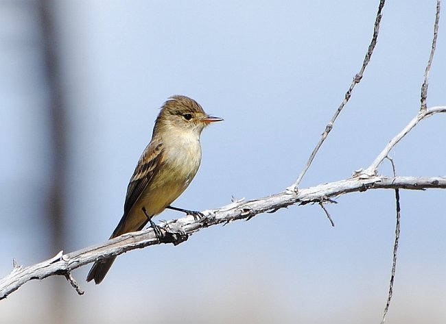 White-throated Flycatcher