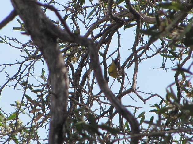 White-throated Gerygone