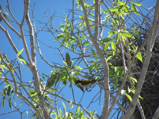 White-throated Honeyeater