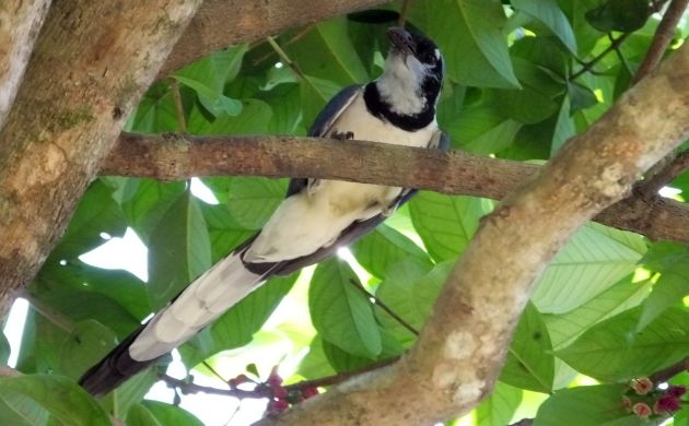 White-throated Magpie Jay