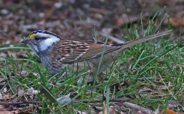 White-throated Sparrow leucistic