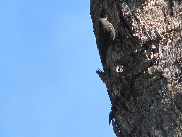 White-throated Treecreeper