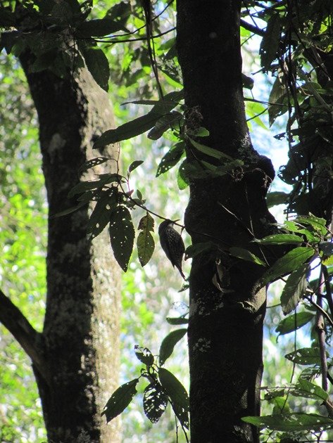 White-throated Treecreeper