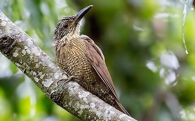 White-throated Woodcreeper