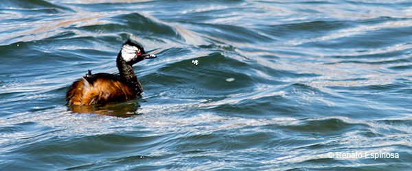 White-tufted Greebe