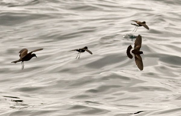 White-vented Storm-petrel_with Markham´s S_ready