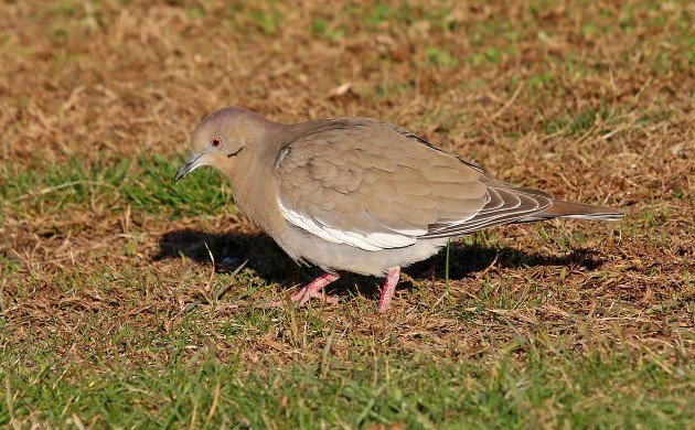 White-winged Dove