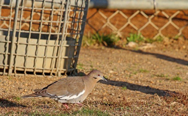 White-winged Dove as a trash bird