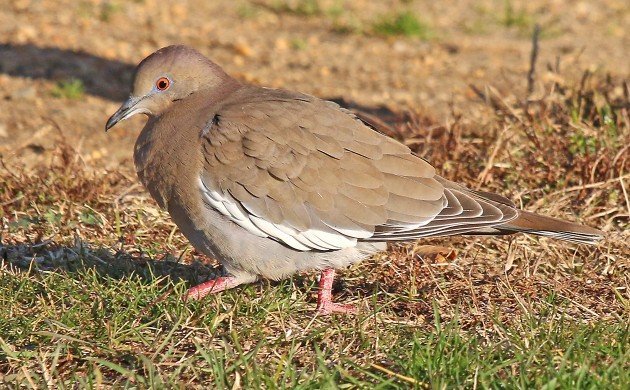 White-winged Dove at Fort Tilden