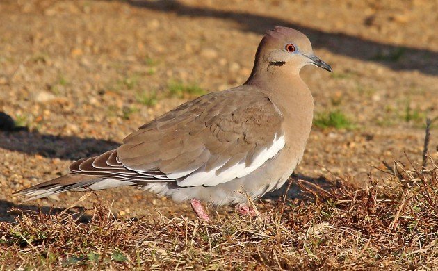White-winged Dove in Queens