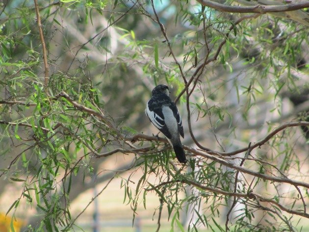 White-winged Triller