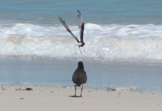 White-winged black Tern and Pied Oystercatcher