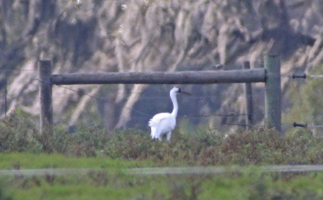 Whooping Crane in Florida