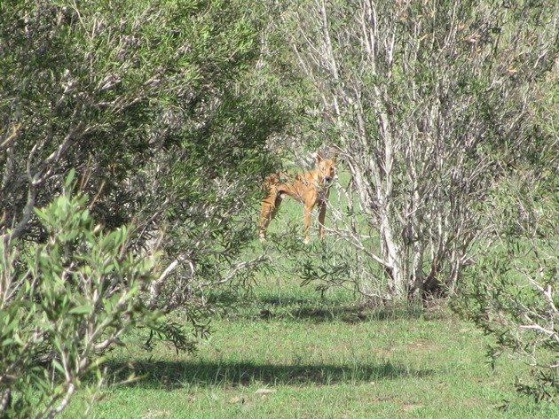 Wild Dingo