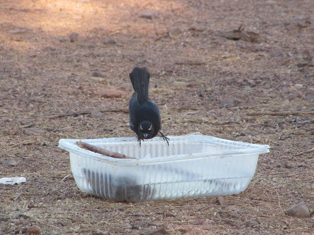 Willie Wagtail