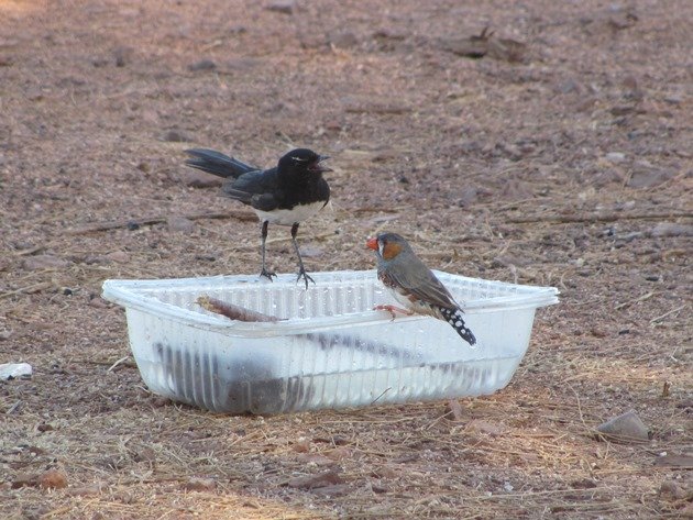 Willie Wagtail and Zebra Finch (2)
