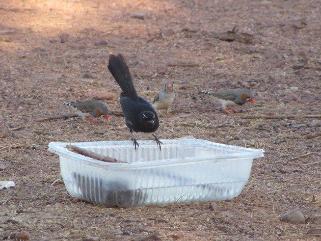 Willie Wagtail and Zebra Finch