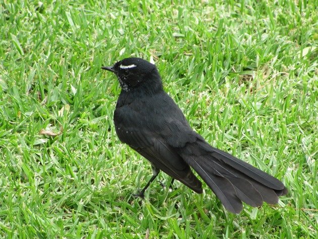 Willie Wagtail