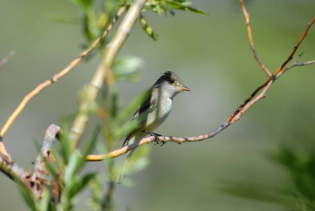 Willow Flycatcher by Dave Menke