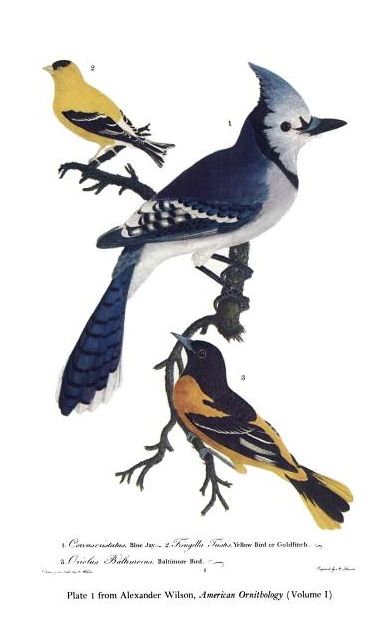 Wilson plate illustrating an American Goldfinch, Blue Jay, and Baltimore Oriole