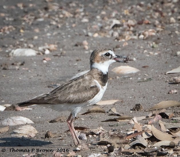 Wilsons Plover with Fiddler Crabs