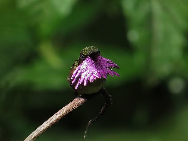 Wine-throated Hummingbird