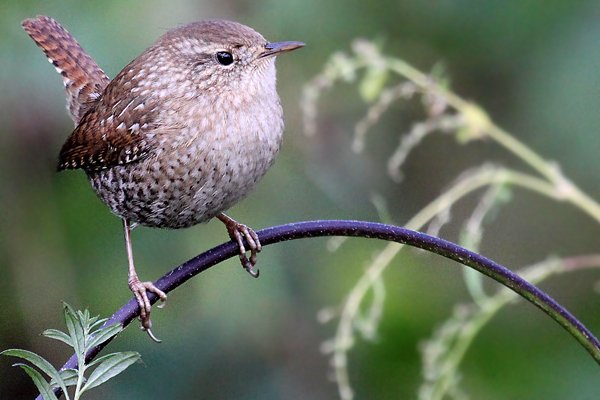 Winter-Wren-4