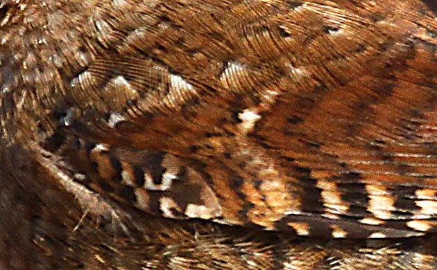 Winter Wren feather detail