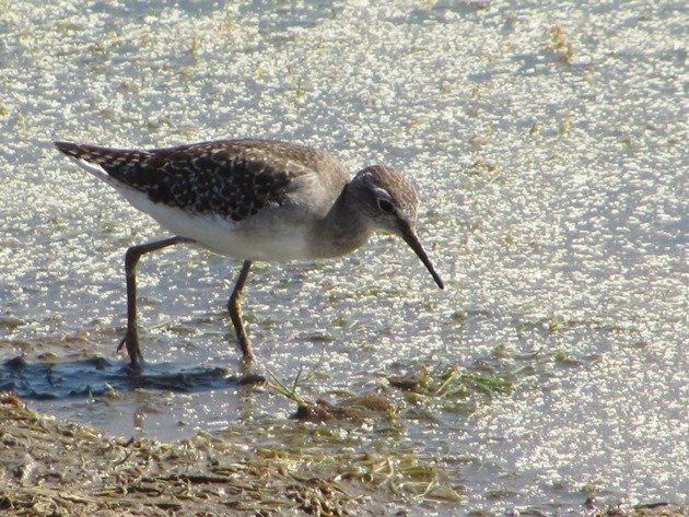 Wood Sandpiper (10)