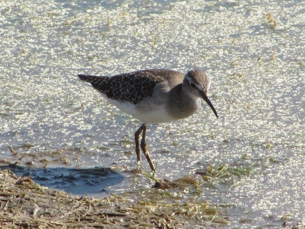 Wood Sandpiper (11)