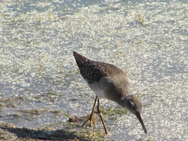 Wood Sandpiper (12)