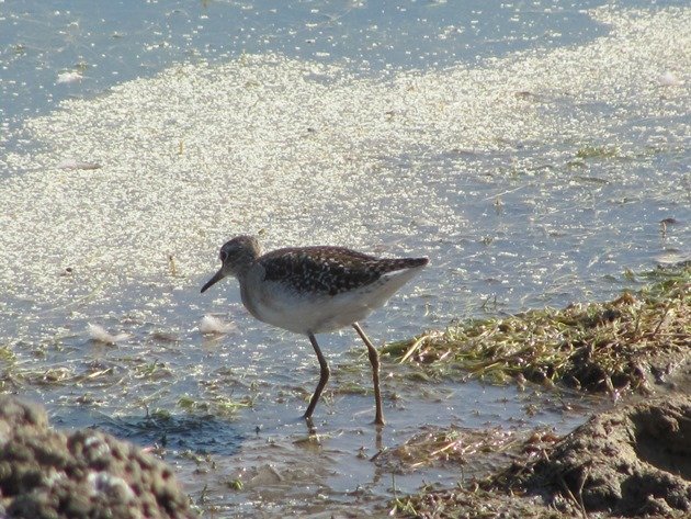 Wood Sandpiper (13)