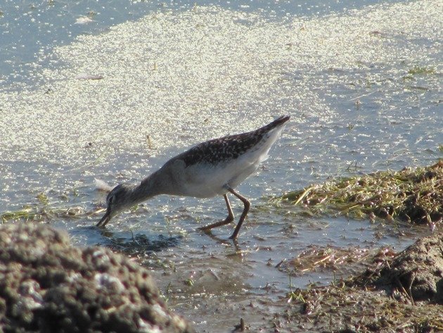 Wood Sandpiper (14)