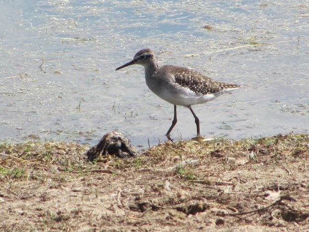 Wood Sandpiper (2)