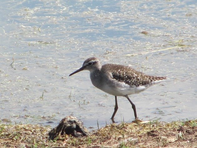 Wood Sandpiper (3)