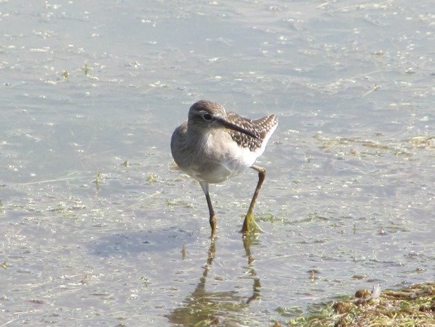 Wood Sandpiper (4)