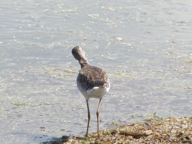 Wood Sandpiper (5)