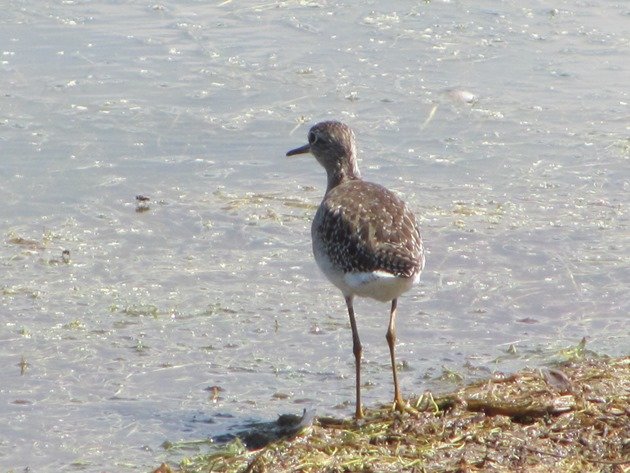 Wood Sandpiper (6)