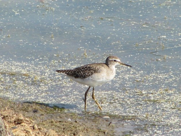 Wood Sandpiper (7)