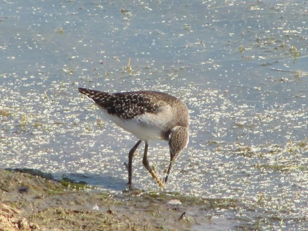 Wood Sandpiper (8)