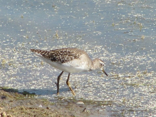 Wood Sandpiper (9)