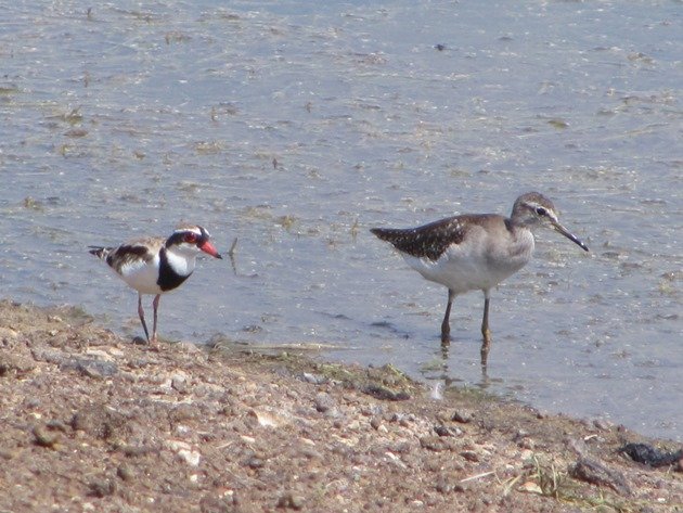 Wood Sandpiper & Black-fronted Dotterel