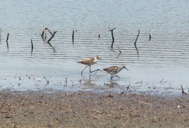 Wood Sandpiper & Comb-crested Jacana