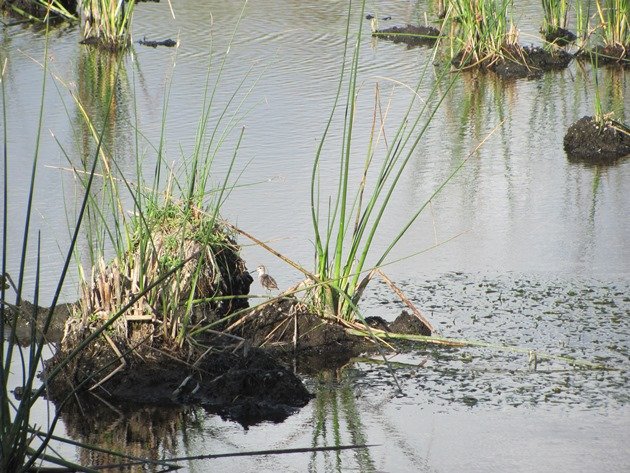 Wood Sandpiper