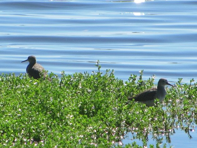 Wood Sandpipers