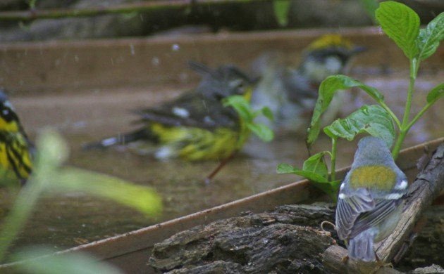 Wood-Warblers bathing