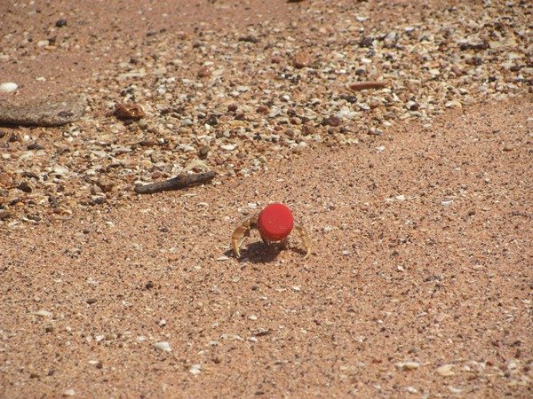 Xmas Hermit Crab (3)