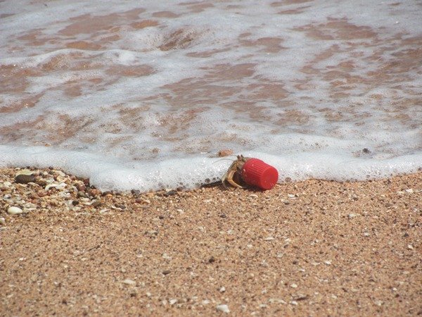 Xmas Hermit Crab at the sea