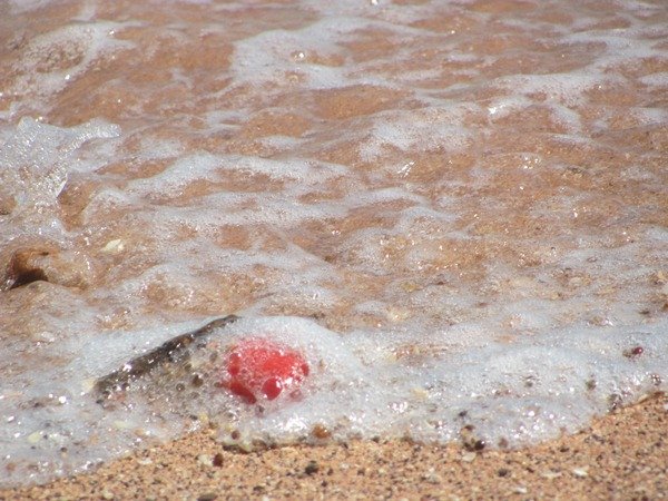 Xmas Hermit Crab getting dumped!