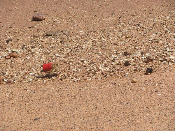 Xmas Hermit Crab makes friends